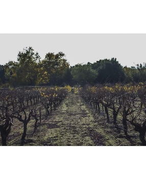 Vino tinto La Trinidad Minotauro zinfandel