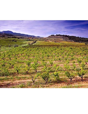 Vino tinto La Fou El Sender garnacha