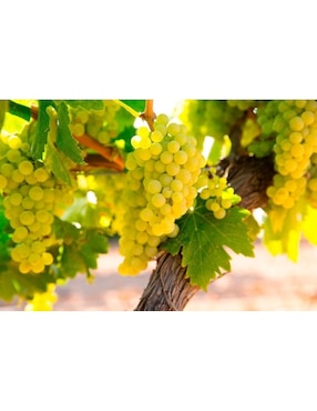 Vino Blanco Blue Rhin Liebfraumilch Riesling 750 ml