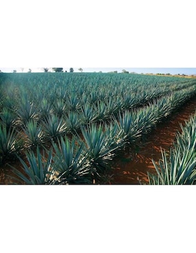 Caja de tequila Cabrito tipo Reposado 2 piezas 950 ml c/u
