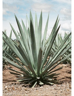 Mezcal Rancho Escondido 1 L