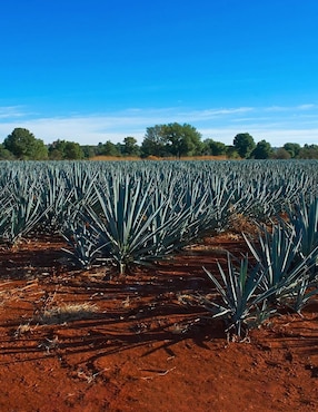 Mezcal Rancho Escondido 1 L