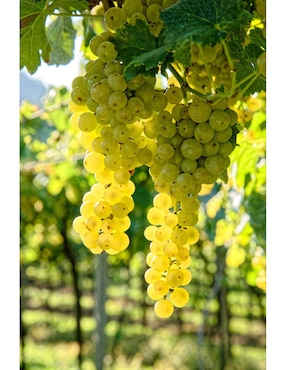 Caja de 12 piezas Vino Blanco Beronia Verdejo Rueda 750 ml