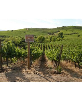 Vino tinto Viña Montes cabernet sauvignon