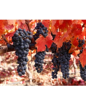 Vino tinto Viña Montes cabernet sauvignon