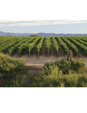 Vino tinto Viña Montes merlot