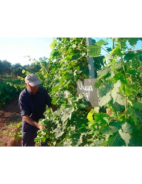 Vino Tinto Abadal Cabernet Tempranillo 750 ml