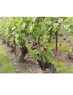 Champagne blanco Pinot Noir y Chardonnay Taittinger Brut Reserve Francia 750 ml