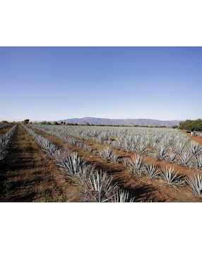 Tequila Hijos De Villa 55 Años tipo Reposado 750 ml