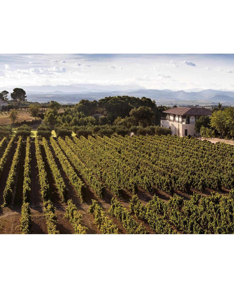 Vino Tinto Cabernet sauvignon 750 ml 3