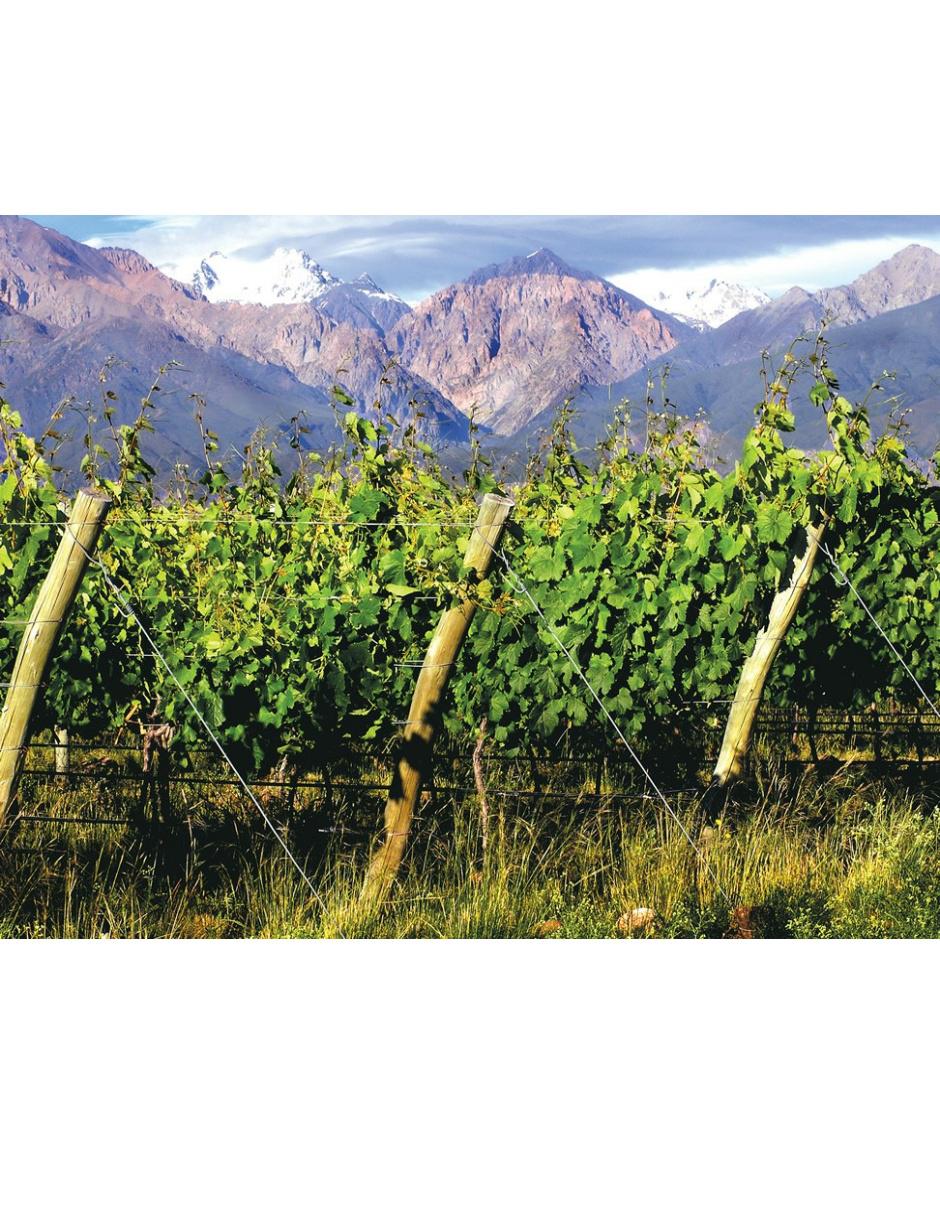 Vino Tinto Terroir malbec 750 ml 6