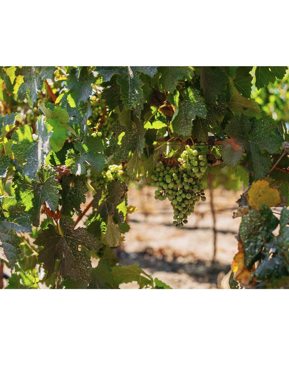 Vino Tinto nebbiolo 750 ml 2