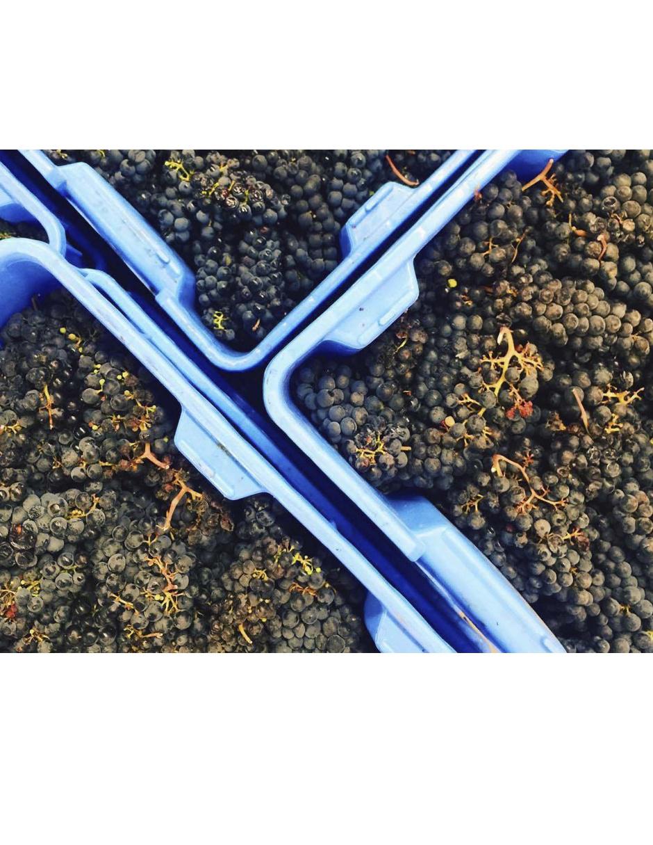 Vino Tinto nebbiolo 750 ml 5