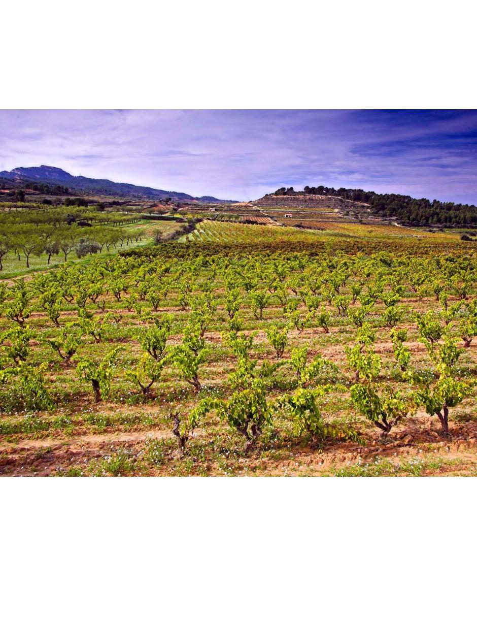 Vino tinto El Sender garnacha 4