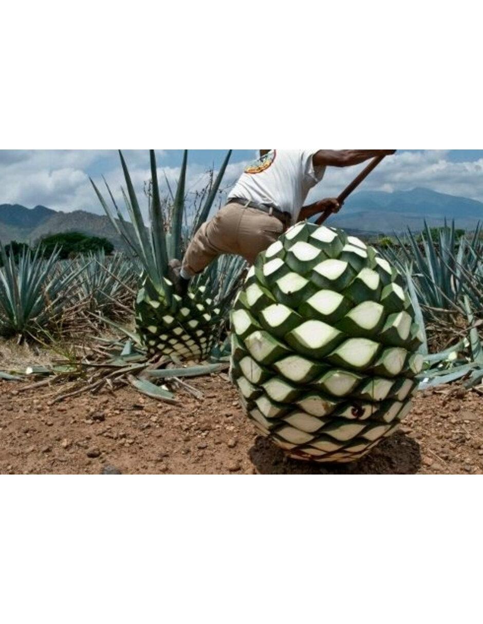 Mezcal 750 ml 2