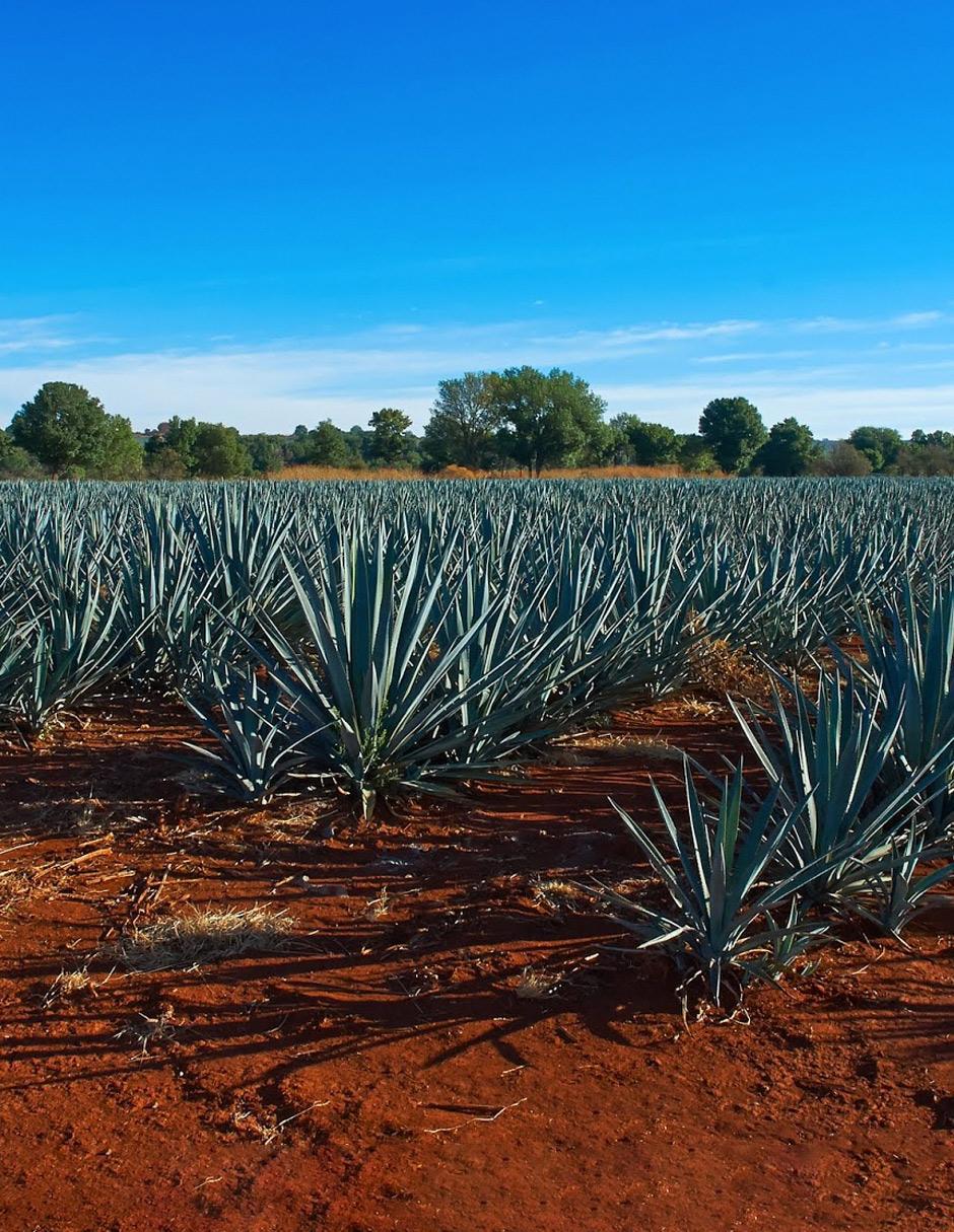 Mezcal 1 L 2