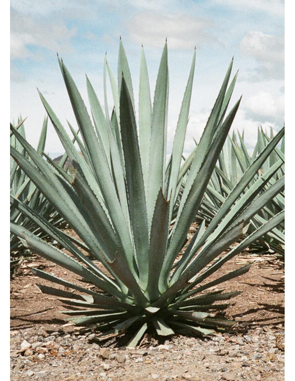 Mezcal 750 ml 3
