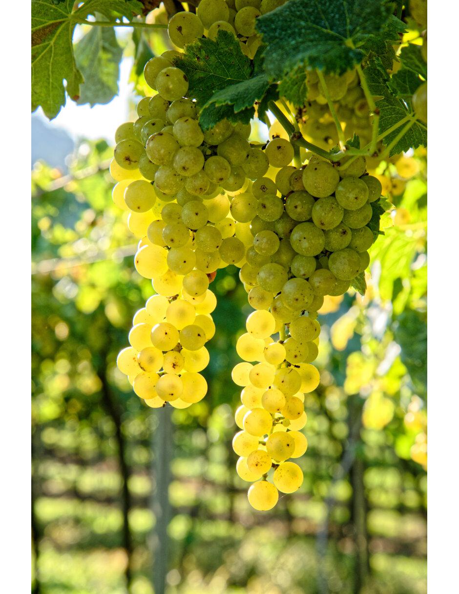 Pack de 12 Vino Blanco Verdejo Rueda 750 ml 3