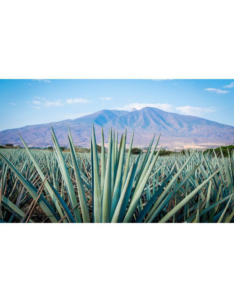 Tequila tipo Blanco 6 piezas 1 l c/u 3