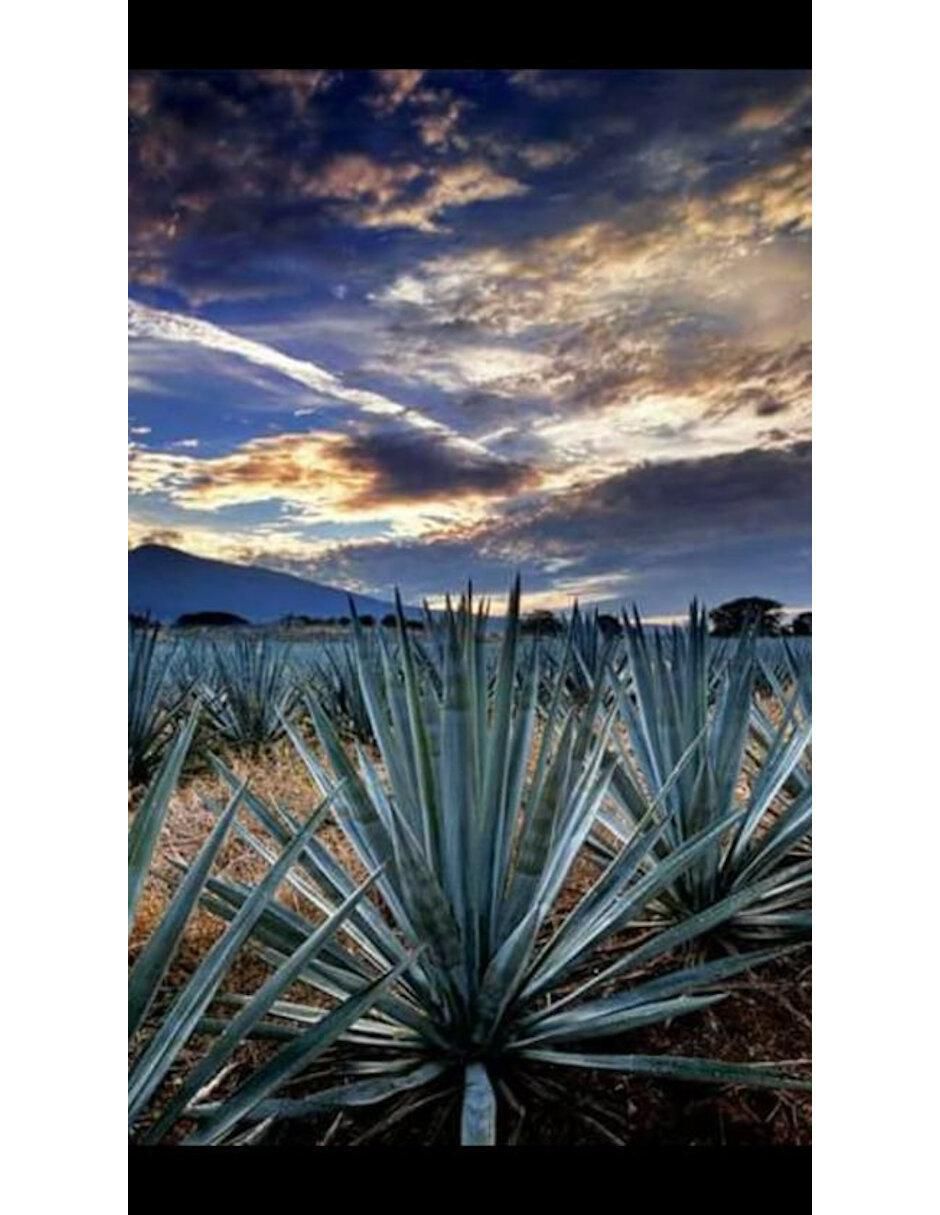 Tequila tipo Añejo 2 piezas 2.5 L c/u 3