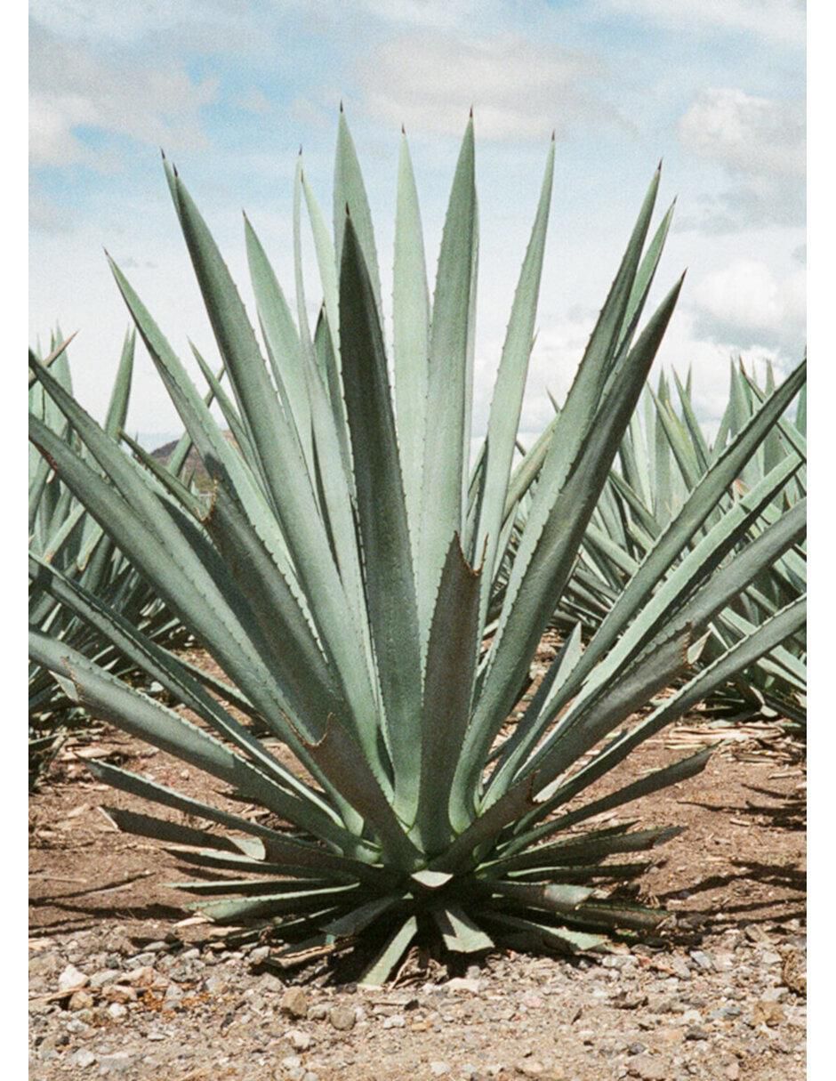 Tequila tipo Cristalino 750 ml 3