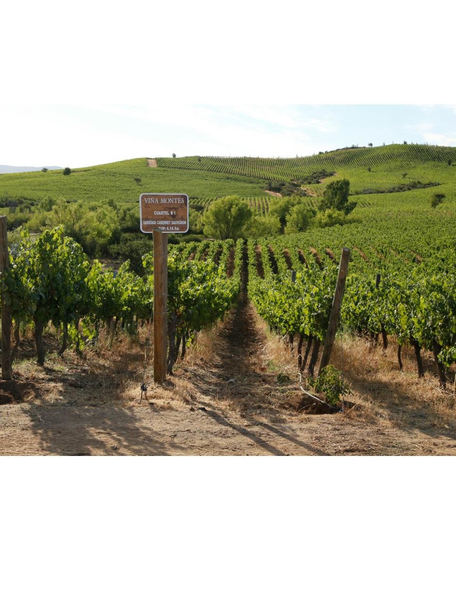 Vino tinto cabernet sauvignon 4