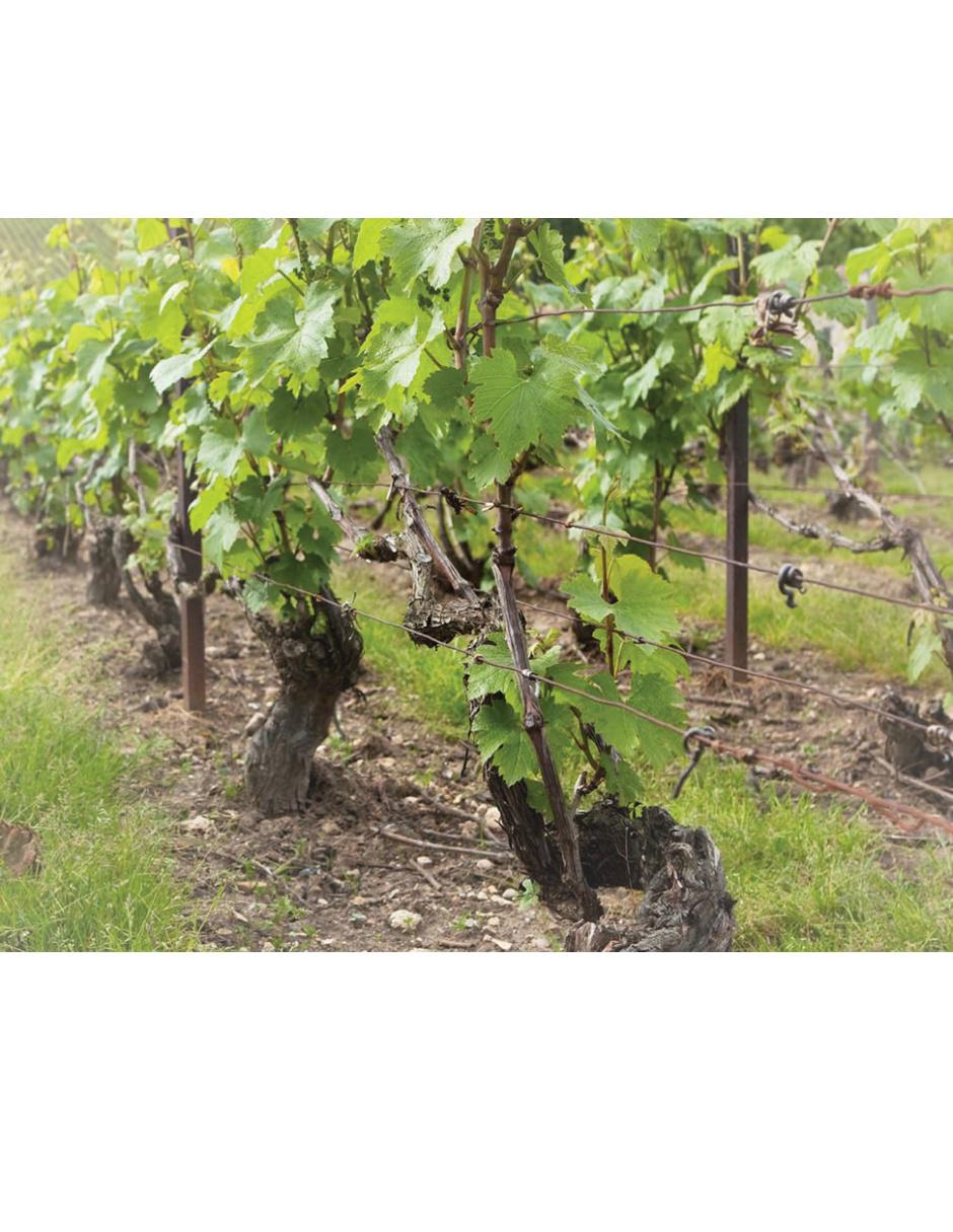 Champagne blanco Pinot Noir y Chardonnay Brut Reserve Francia 750 ml 3