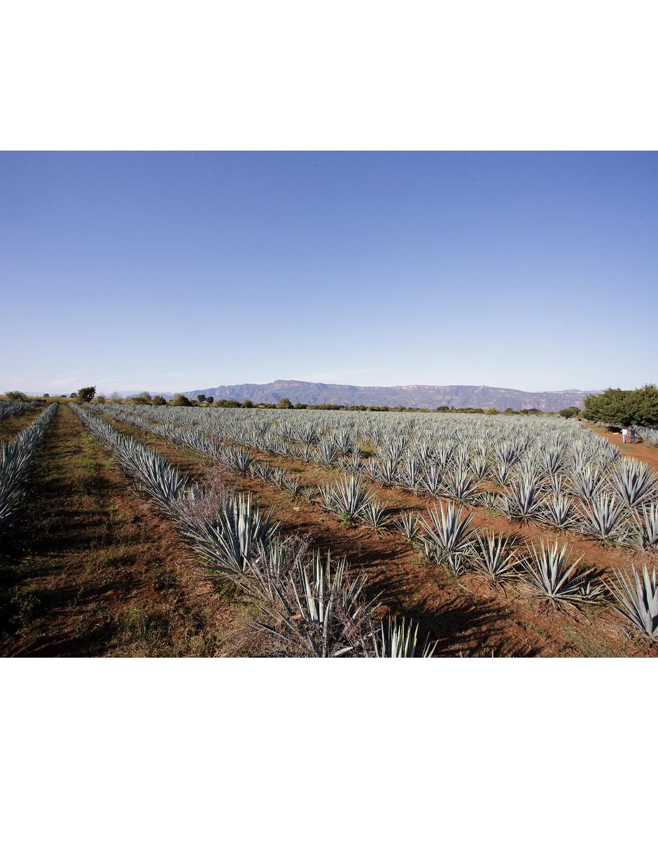 Tequila 55 Años tipo Reposado 750 ml 3
