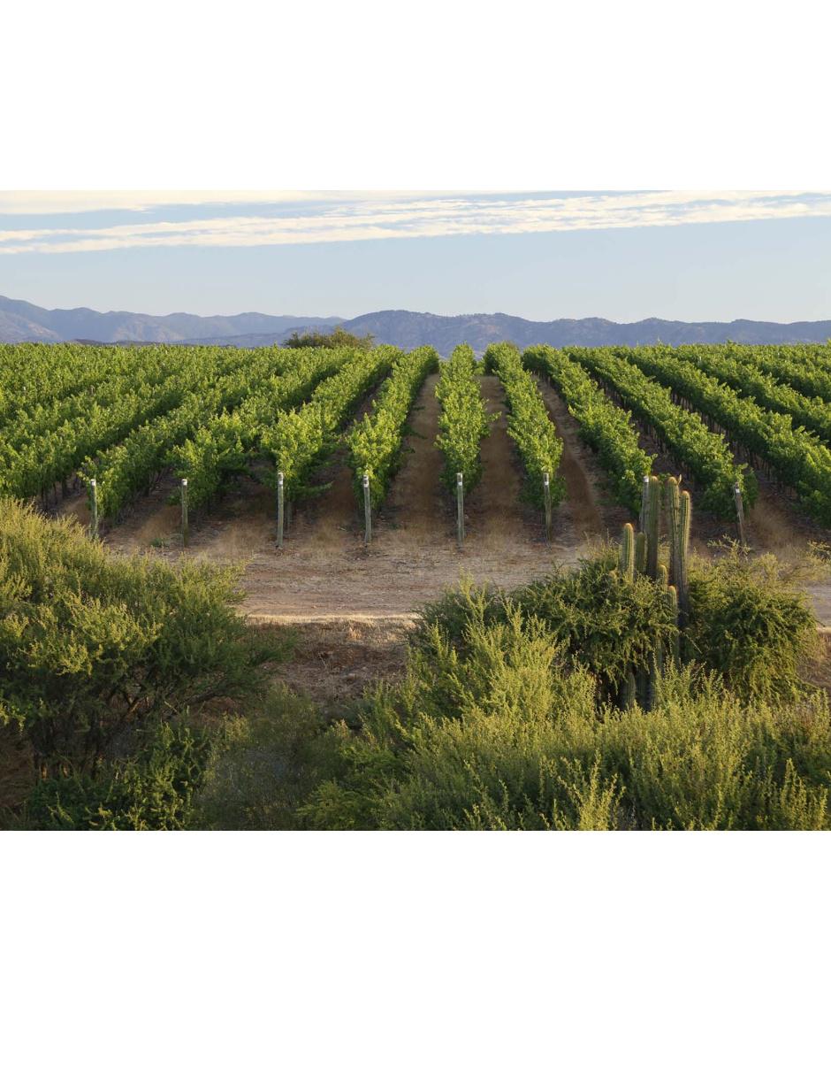 Vino tinto Limited Selection carmenere